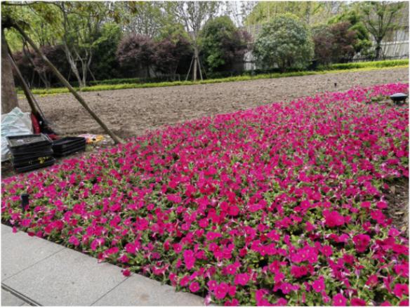 主要花坛花卉质量等级