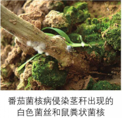 番茄菌核病