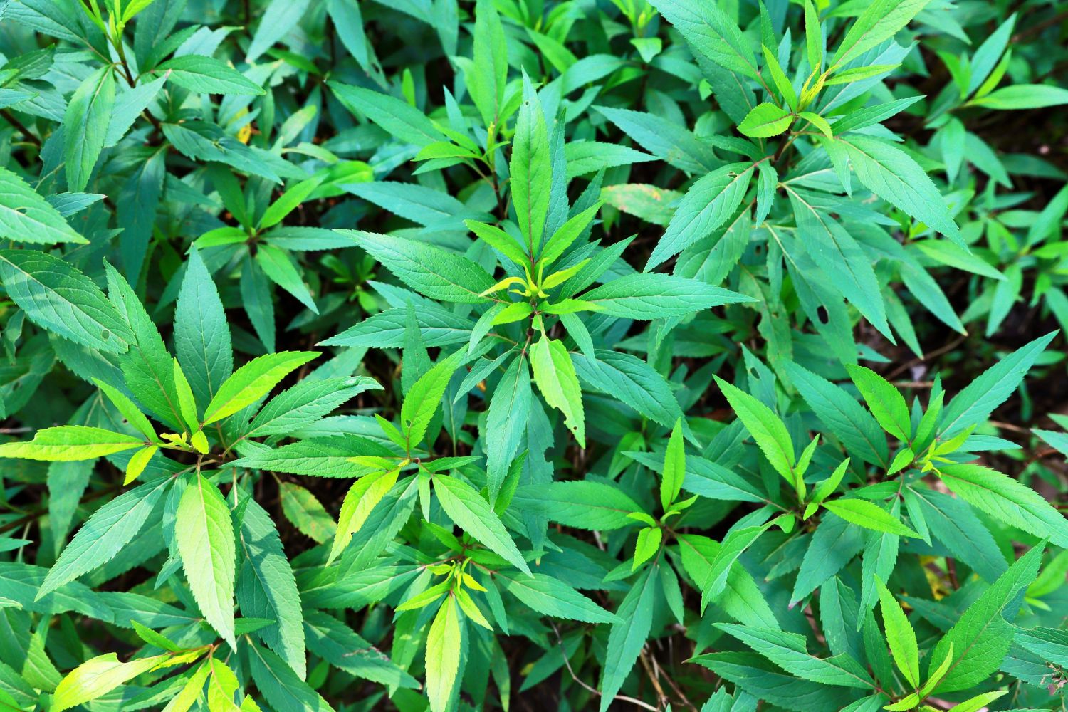 佩兰（菊科泽兰属植物）_百度百科