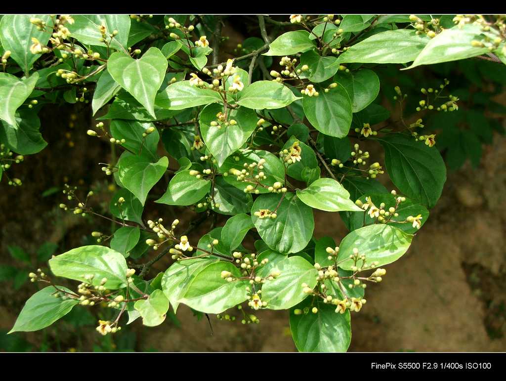  p>豆腐柴属( a target="_blank" href="/item/学名/8074290" data