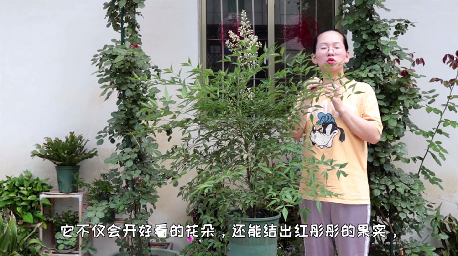 南天竹 小檗科南天竹属植物 百度百科