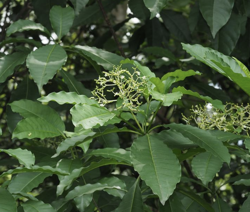  p>催吐萝芙木(学名: i>rauvolfia vomitoria /i> afzel.