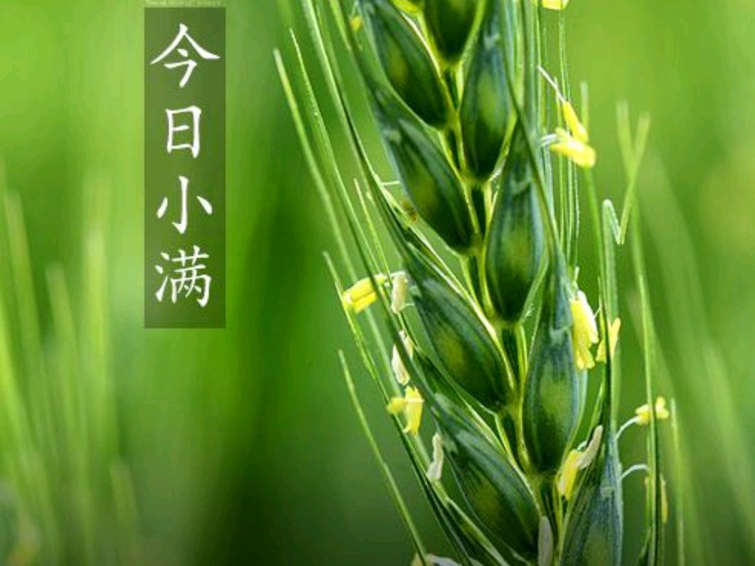 小满麦渐黄，布谷声声忙_百科TA说