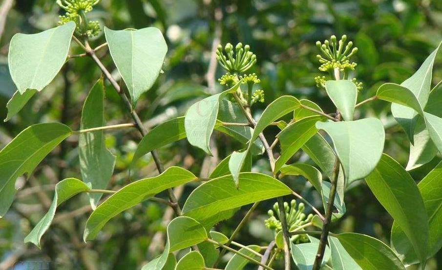  p>树参属(学名:dendropanax decne. et planch.