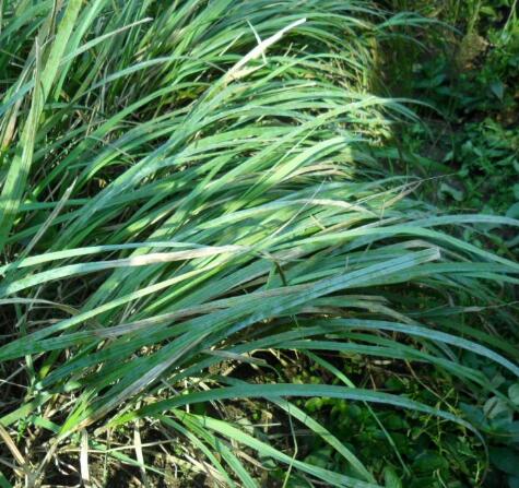 psathyrostachys huashanica keng