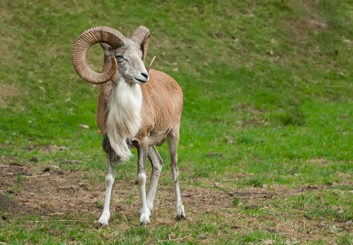 ovis orientalis