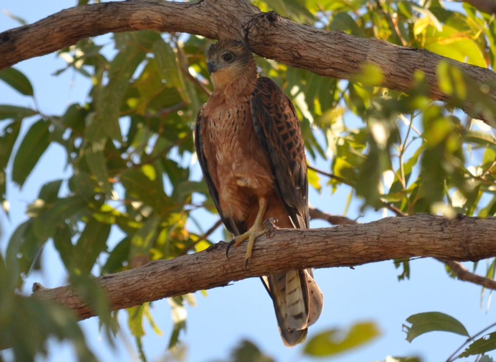 p>赤鹰(学名: i>erythrotriorchis radiatus /i>):为鹰科,赤鹰属的一