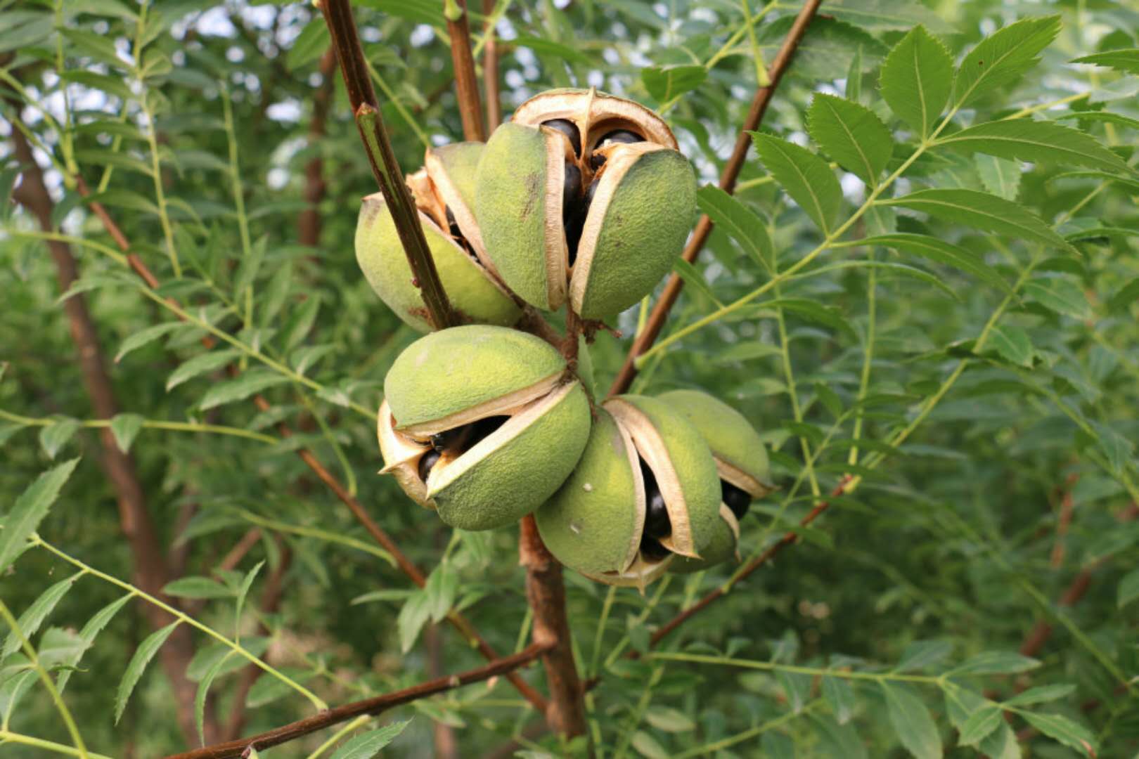 又名文冠树,木瓜,文冠花和崖木瓜,无患子科文冠果属落叶灌木或小乔木