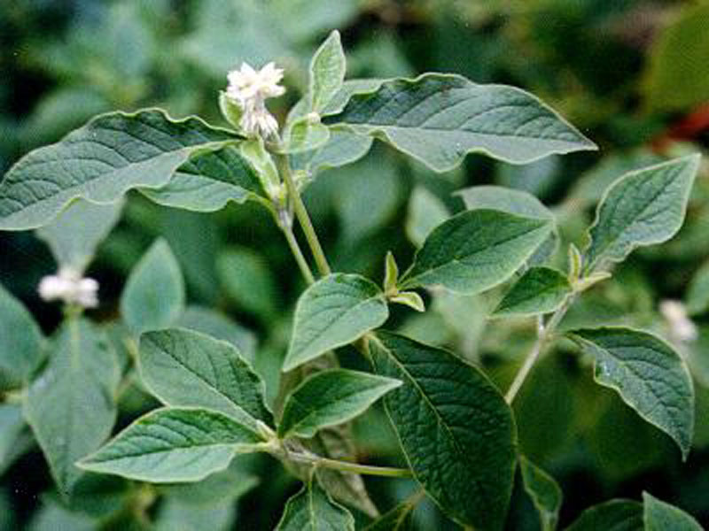 bidentata /i> blume),是苋科牛膝属多年生草本植物