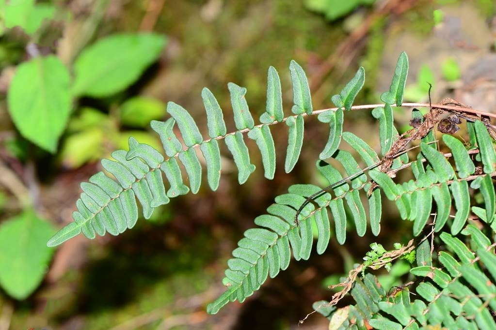  p>滇西金毛裸蕨(学名: i>paragymnopteris delavayi /i> (baker) k.