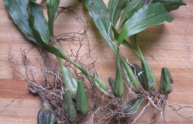  p data-id="tzbjrvhstbar">石仙桃( i>pholidota chinensis /i>