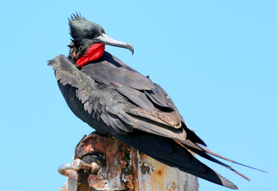  p data-id="tznma8uw5zwt">黑腹军舰鸟(学名