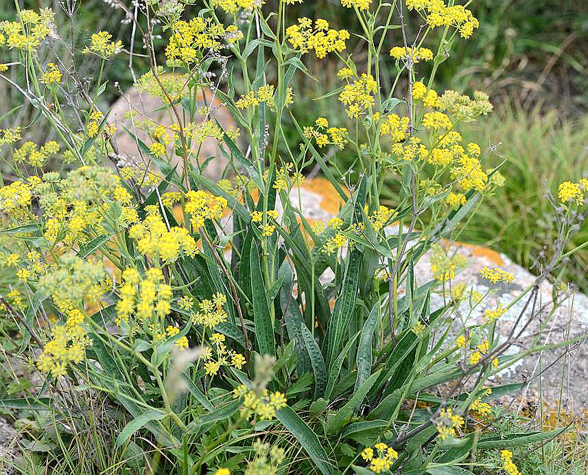  p>锥叶柴胡(学名: i>bupleurum bicaule /i> helm)是伞形科,柴胡属
