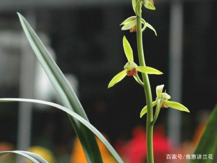 了解我国常见的国兰七大兰种的生长习性，更好的养护兰花_百科TA说