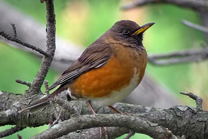  p>赤胸鸫(学名: i>turdus chrysolaus /i>)是鸫科,鸫属中型鸟类,体长
