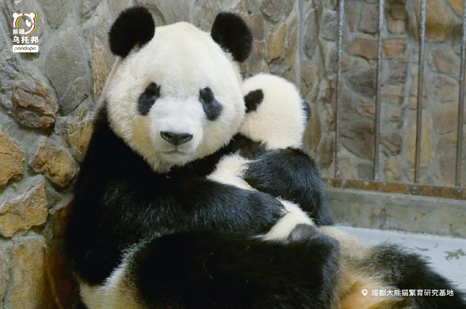 大熊猫奇福