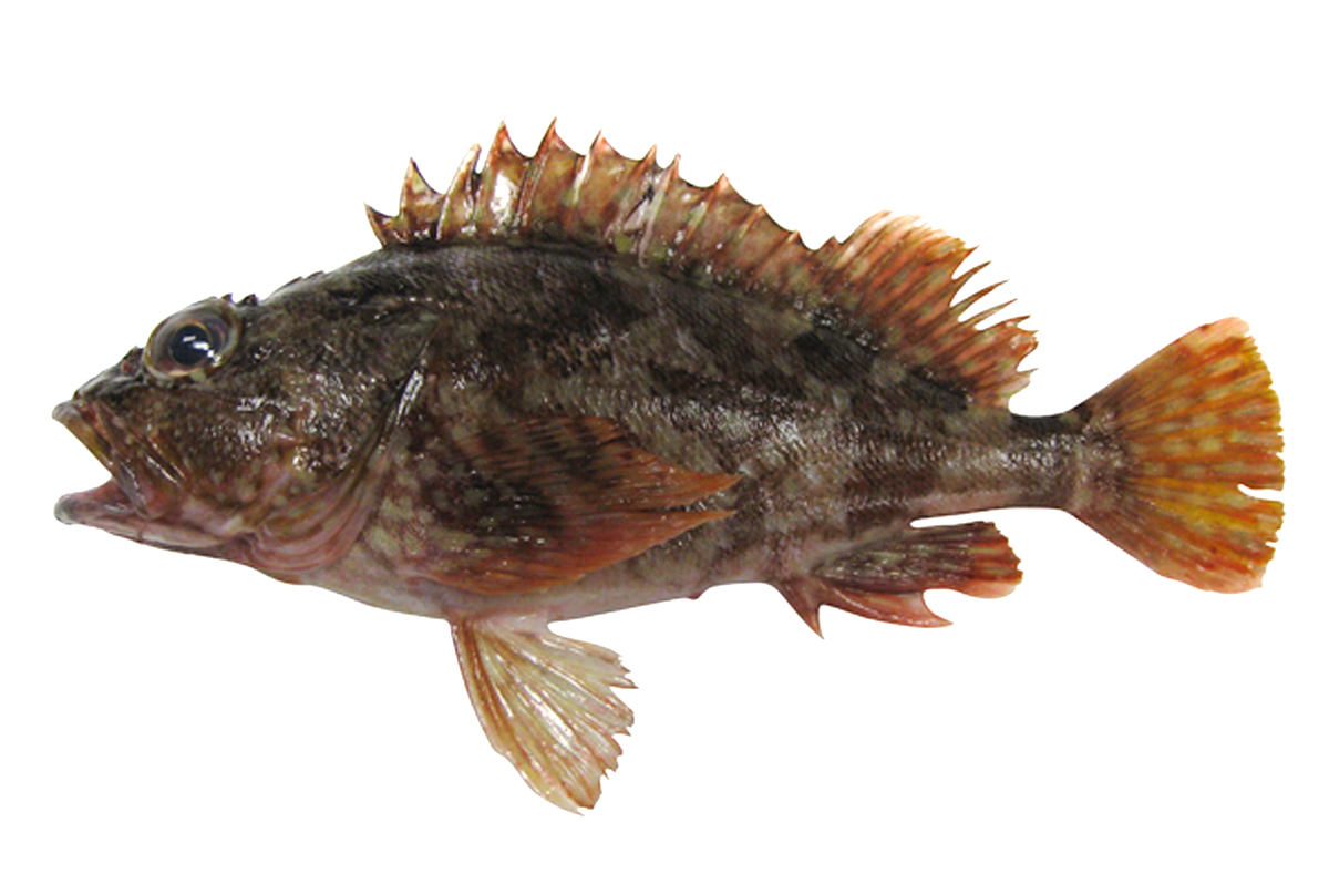  p>褐菖鲉(学名: i>sebastiscus marmoratus /i>)是鲉科,菖鲉属鱼类.