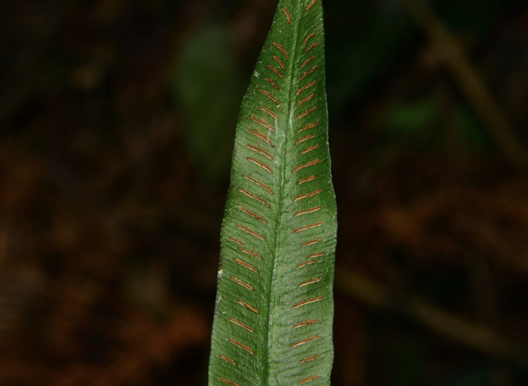  p>单叶双盖蕨(学名: i>diplazium /i>  i>subsinuatum /i> (wall.