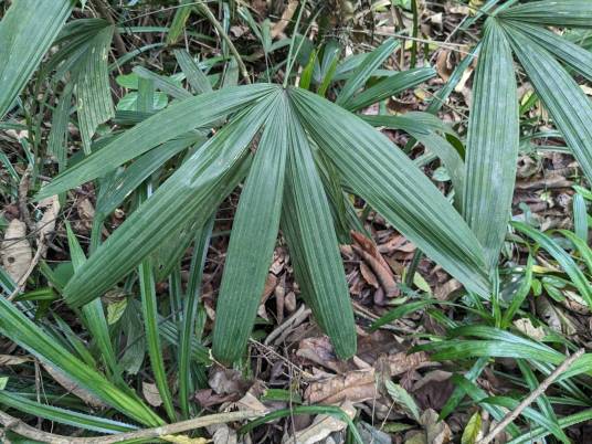 小花棕竹_百度百科