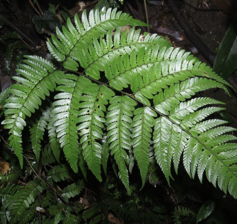  p>中华复叶耳蕨(学名: i>arachniodes chinensis /i> (rosenst.