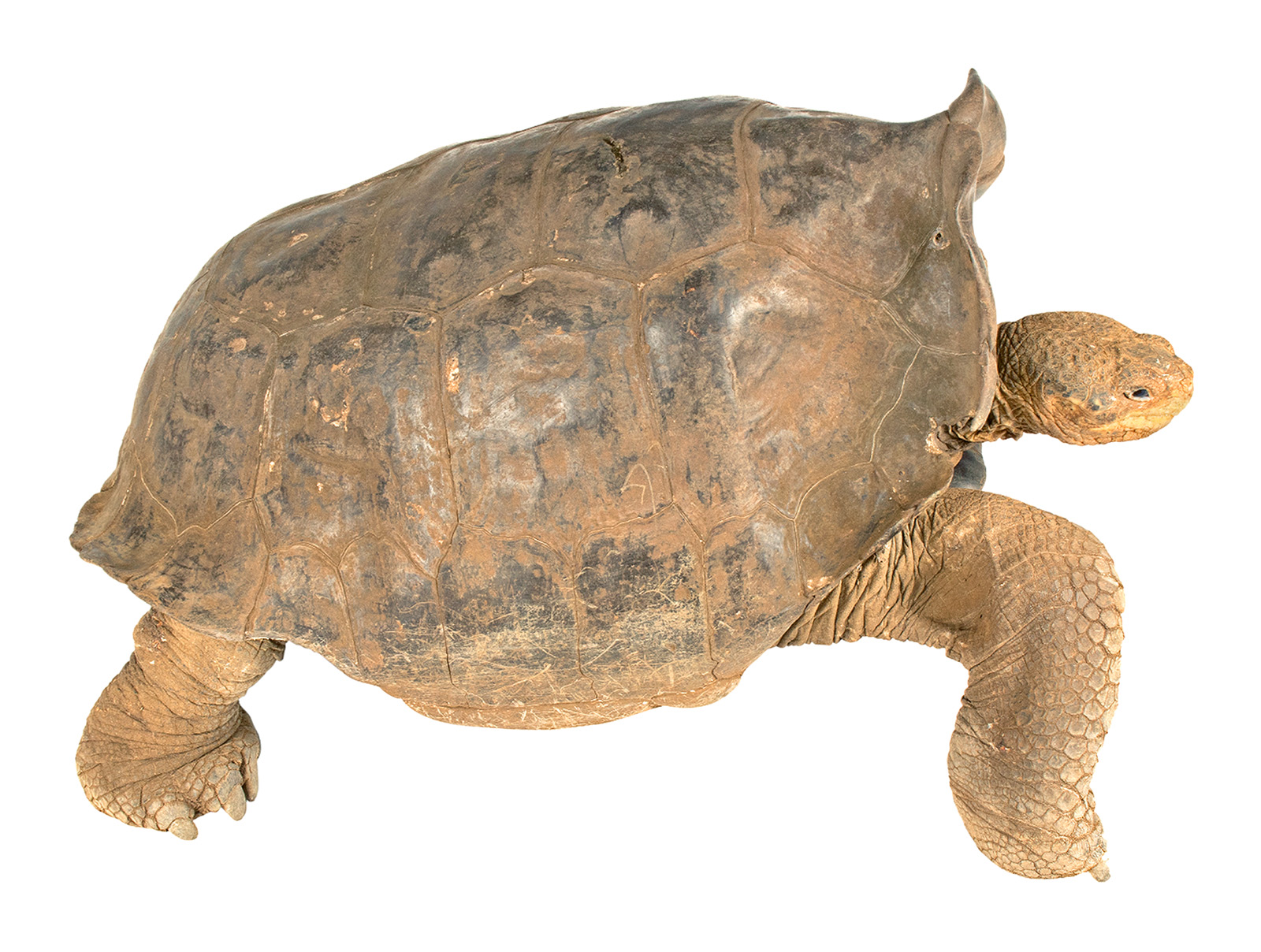 geochelone elephantopus galapagoensis