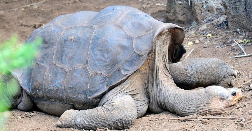 平塔岛象龟