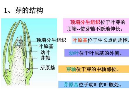 顶端分生组织_百度百科
