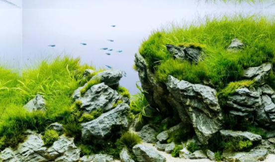 作为工具鱼 金苔鼠 称职 吗 百科ta说