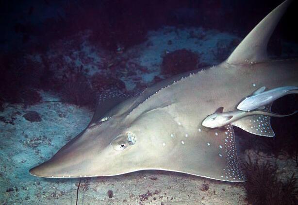  p>及达尖犁头鳐(学名: i> /i> i>rhynchobatus djiddensis /i>)是尖