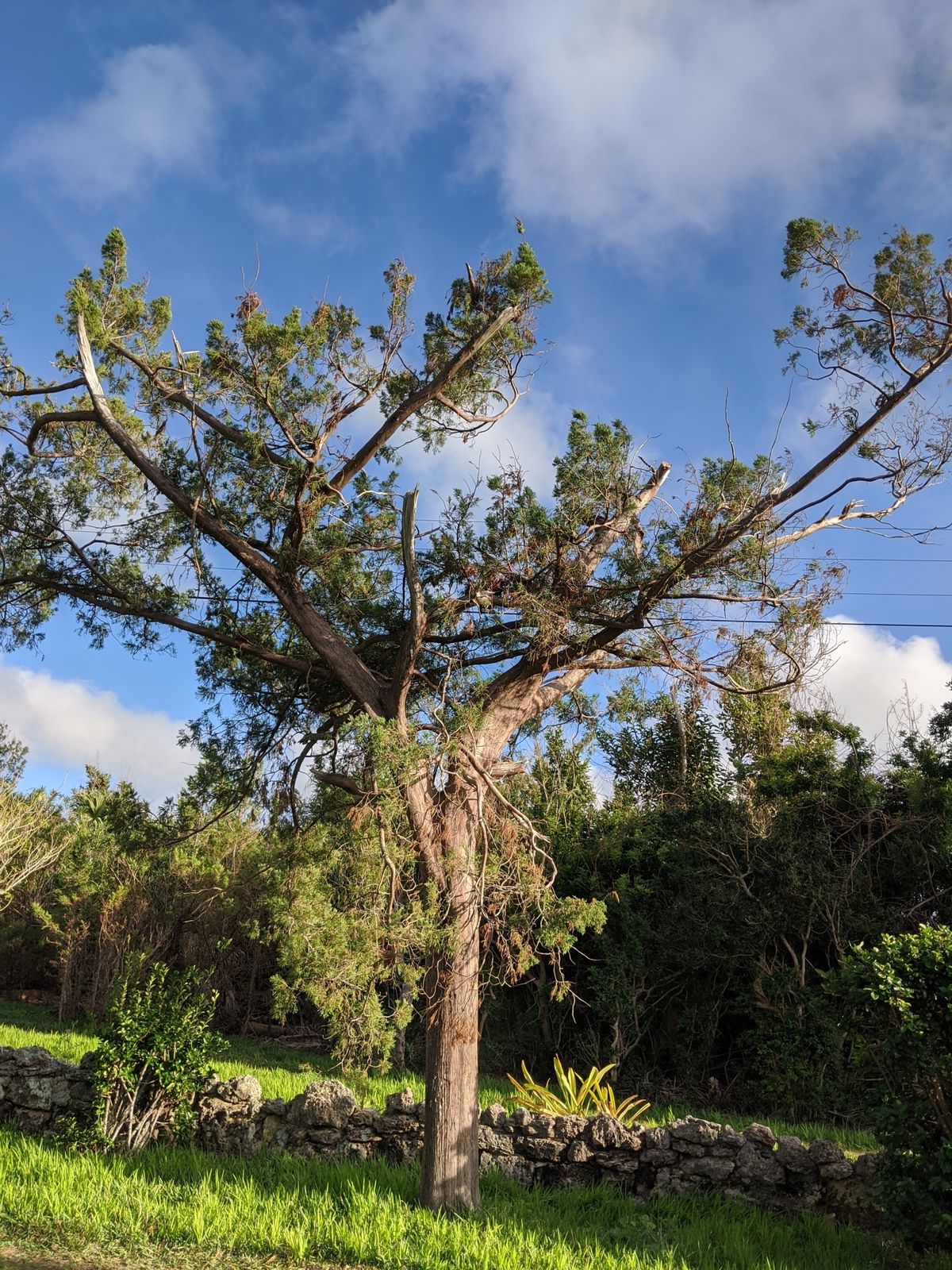 是柏科,刺柏属的乔木.雌雄异株.