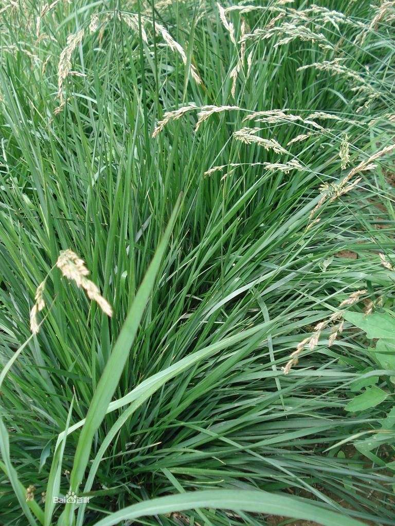 是禾本科,羊茅属多年生草本植物.