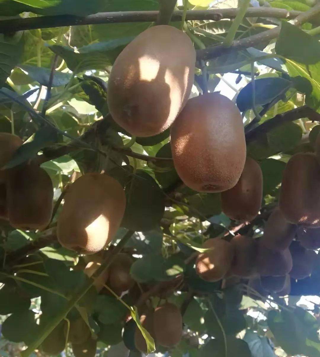  p data-id="txtqa8q53nlt">中华猕猴桃( i>actinidia chinensis /i>