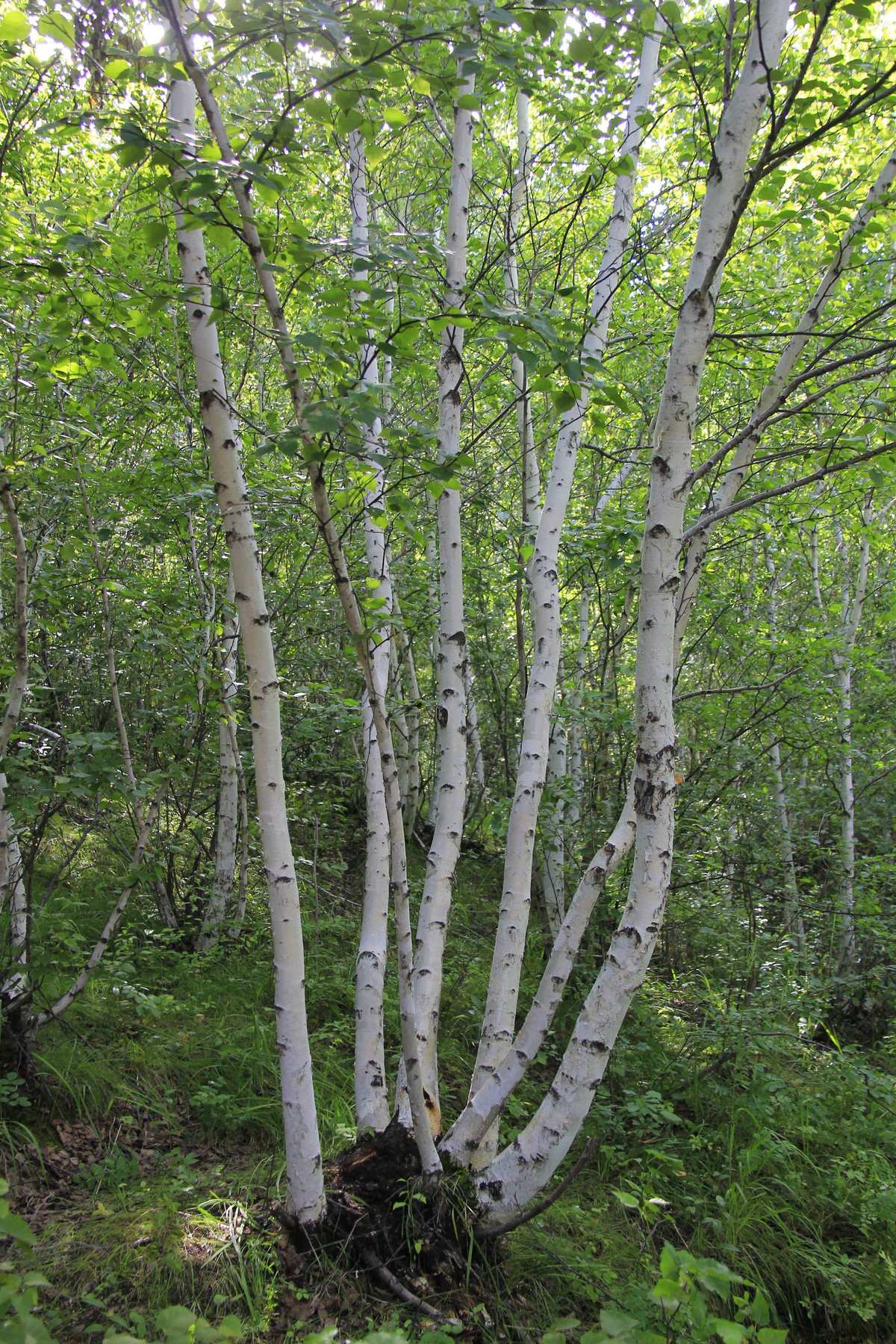 4f">白桦( i>betula platyphylla /i> sukaczev)是桦木科桦木属乔木