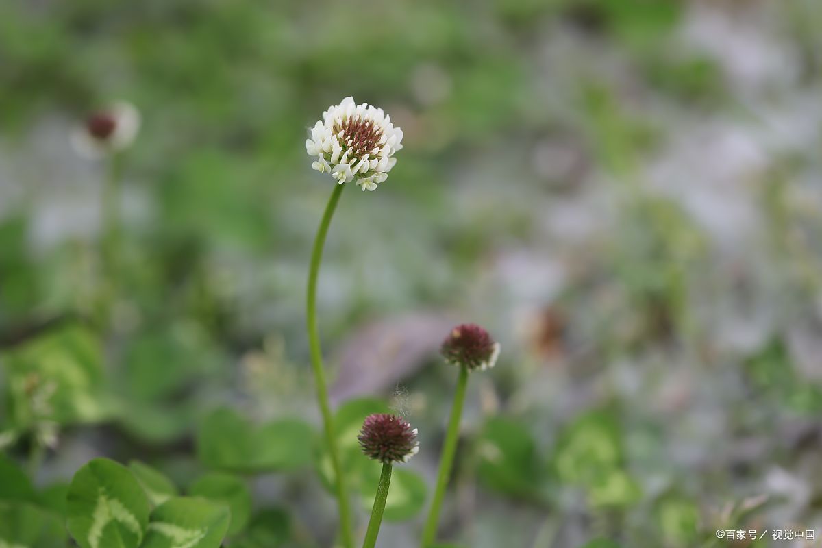 穷则独善其身，达则兼济天下”，祖先的金句反着来，难免会失意_百科TA说