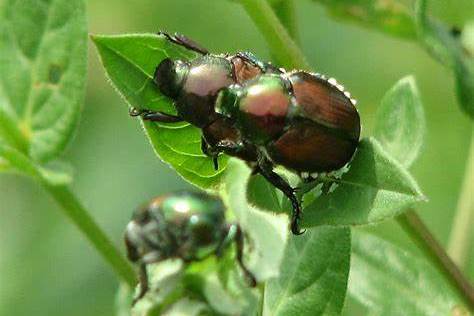  p data-id="stou4ggcg5nj">川毛异丽金龟:异丽金龟属成虫体长15.