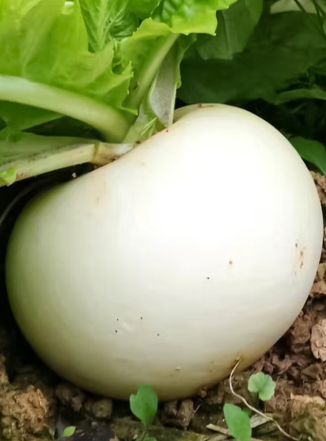 圆白萝卜