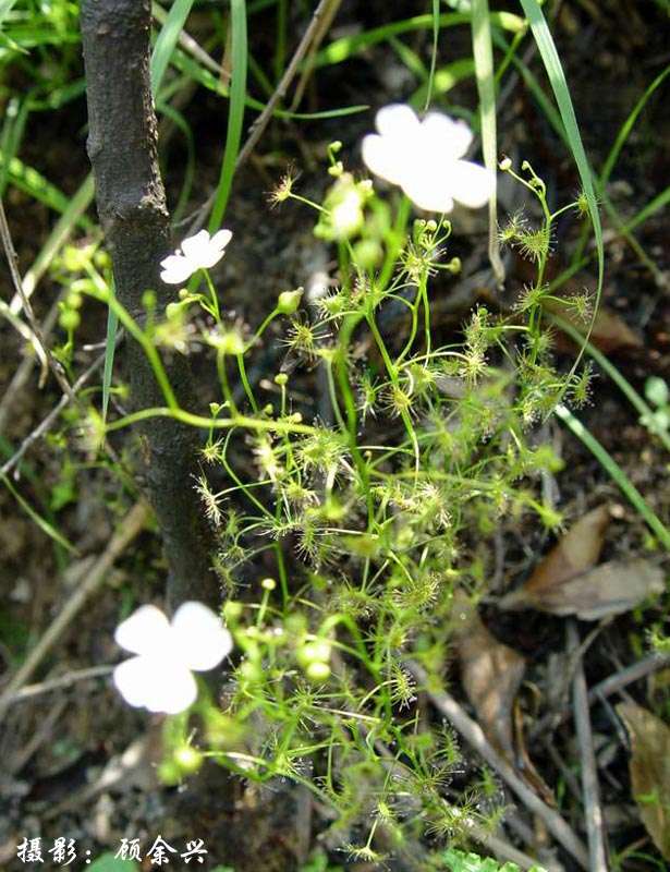  p>光萼茅膏菜(学名:drosera peltata smith var. glabrata y.z.