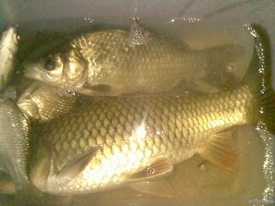  p>银鲫的体形及体色与普通鲫鱼极相似,但身体比