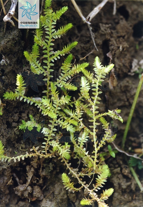 selaginella leptophylla baker