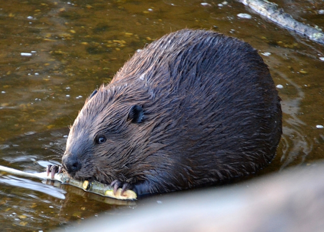  p>美洲河狸(学名: i>castor canadensis /i>):体肥大,体被覆致密绒毛