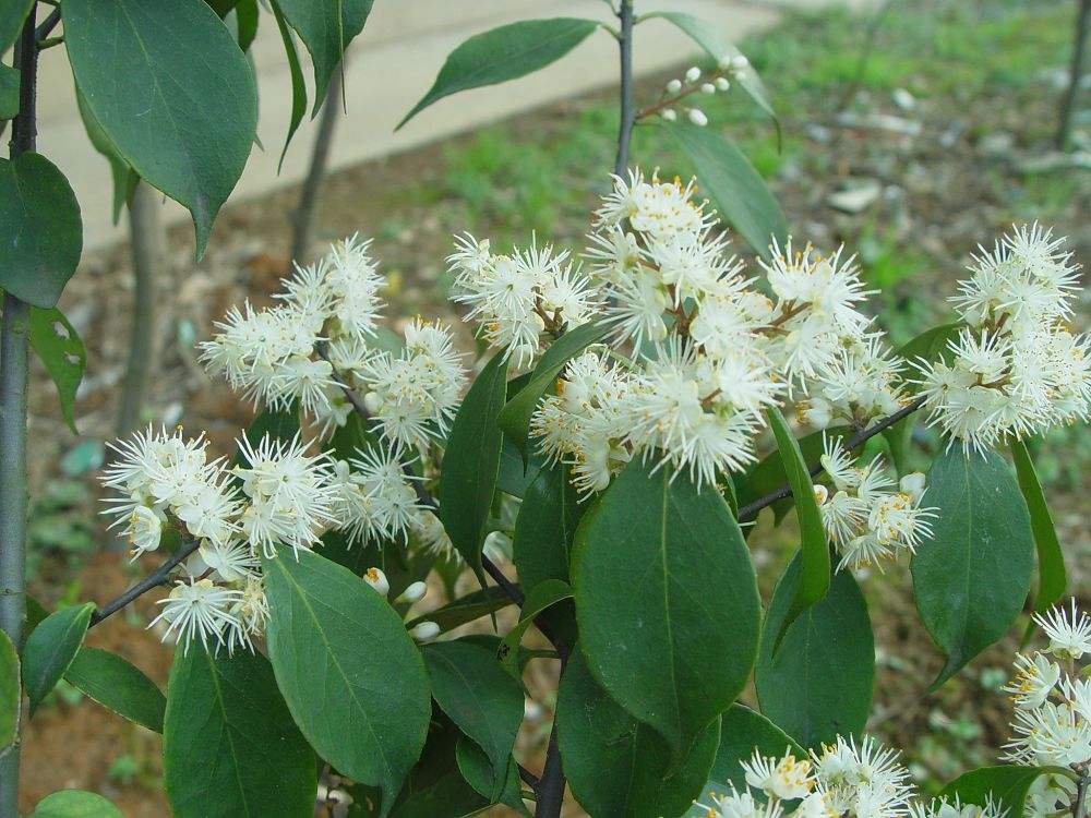  p>微毛山矾(学名: i>symplocos wikstroemiifolia /i> hayata)是 a