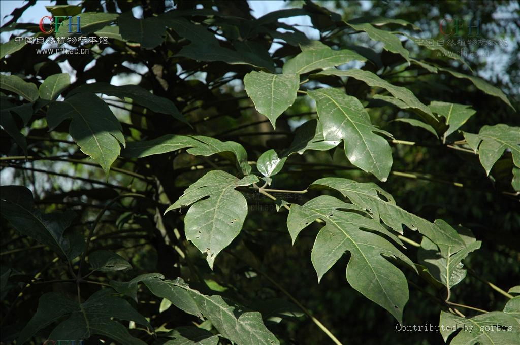  p>穗序鹅掌柴(学名: i>schefflera delavayi /i> (franch.