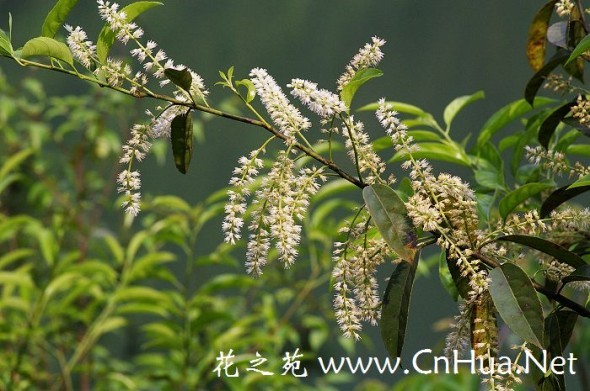  p data-id="gn38vk7snb">矩形叶鼠刺属于虎耳草科鼠刺属,属于常绿