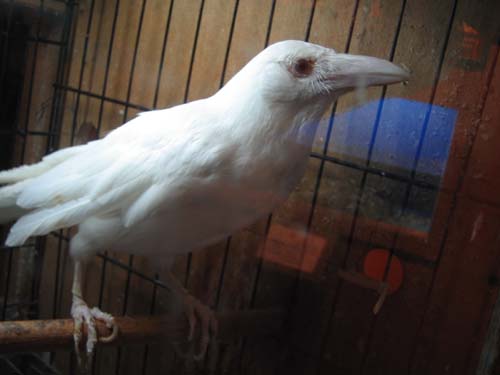  p data-id="gnwflxbdc9">白乌鸦,顾名思义——白色的乌鸦.