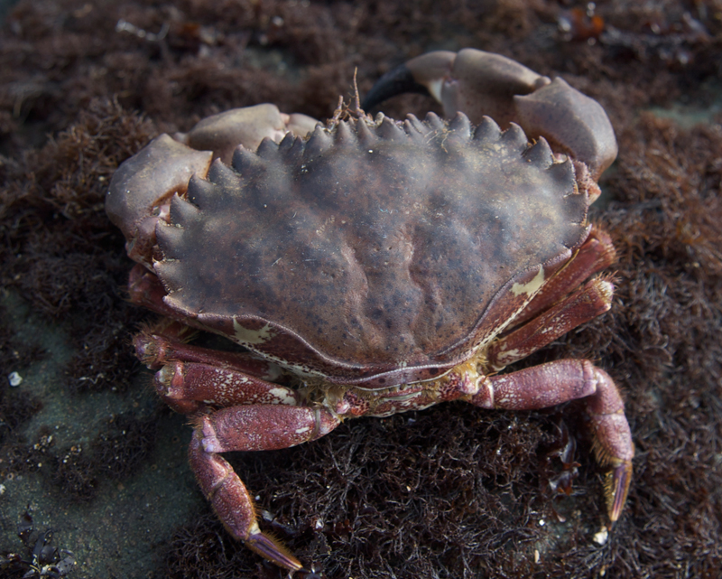  p>太平洋黄道蟹(学名: i>cancer antennarius /i>): a href="#" data