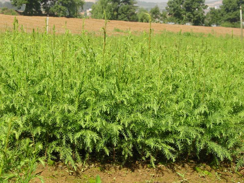  p>川滇桤木(学名: i>alnus ferdinandi-coburgii  /i>schneid.