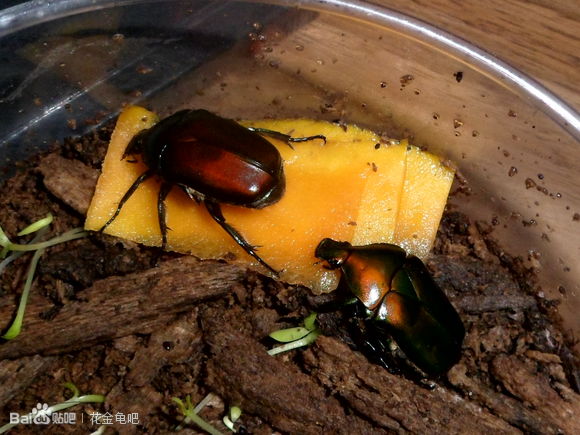  p>日拟阔花金龟,异名日铜罗花金龟 /p> p>pseudotorynorrhina