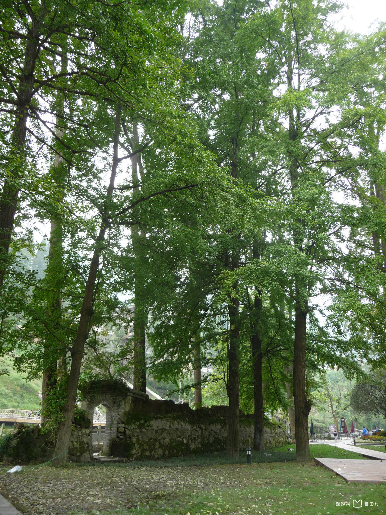 白鹿森林公园