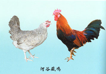 冠型单冠,玫瑰冠,豆冠和核桃冠,以单冠居多,多数个体冠较小,冠齿较浅