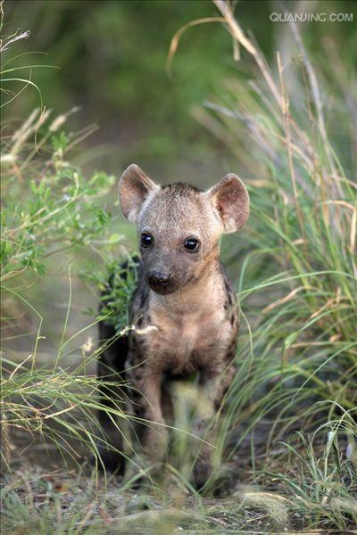  p>斑鬣狗(学名: i>crocuta crocuta /i>):又名斑点鬣狗,体长约95-160